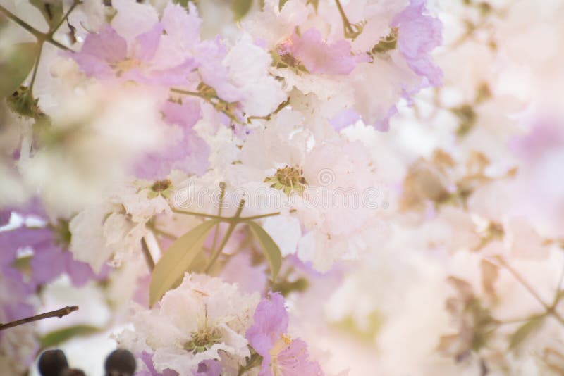 Cananga odorata flowers, Thai Flower Tabak