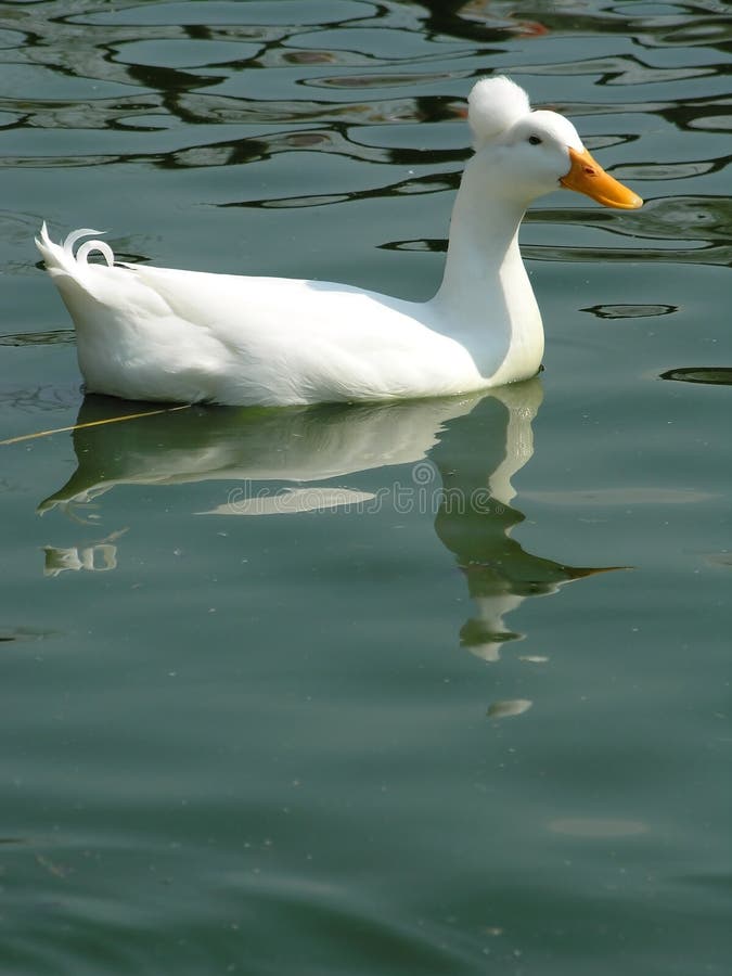 Canard blanc image libre de droits Canard blanc image libre de droits