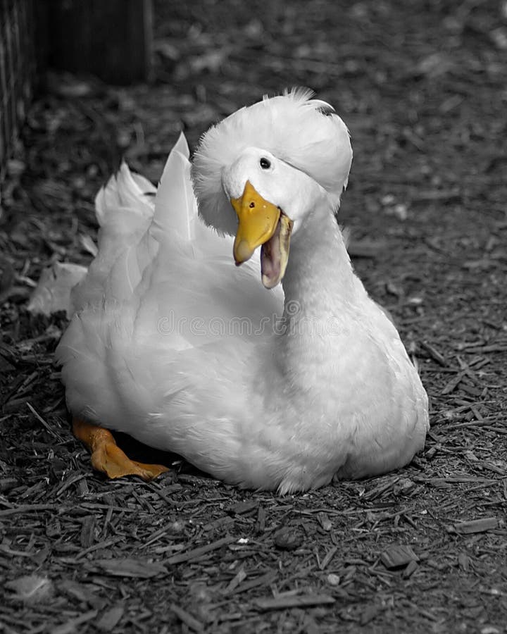 Canard blanc drôle image libre de droits Canard blanc drôle image libre de droits