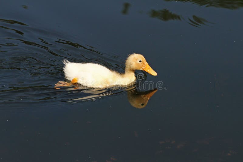 Canard Blanc Canard Mignon De Cheri Jeunes Canards Blancs Nageant Dans L Eau Dans Le Lac Bain De Canetons Dans L Etang Bebe D Un Photo Stock Image Du Famille Caneton Canard Blanc Canard Mignon De Cheri Jeunes Canards Blancs Nageant Dans L Eau Dans Le Lac Bain De Canetons Dans L Etang Bebe D Un Photo Stock Image Du Famille Caneton
