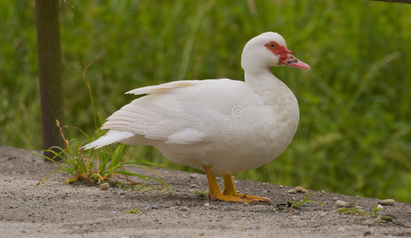 Canard blanc, se tenant au sol image stock Canard blanc, se tenant au sol image stock