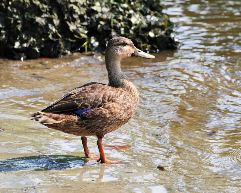 Canard chiné - fulvigula d'ana photographie stock Canard chiné - fulvigula d'ana photographie stock