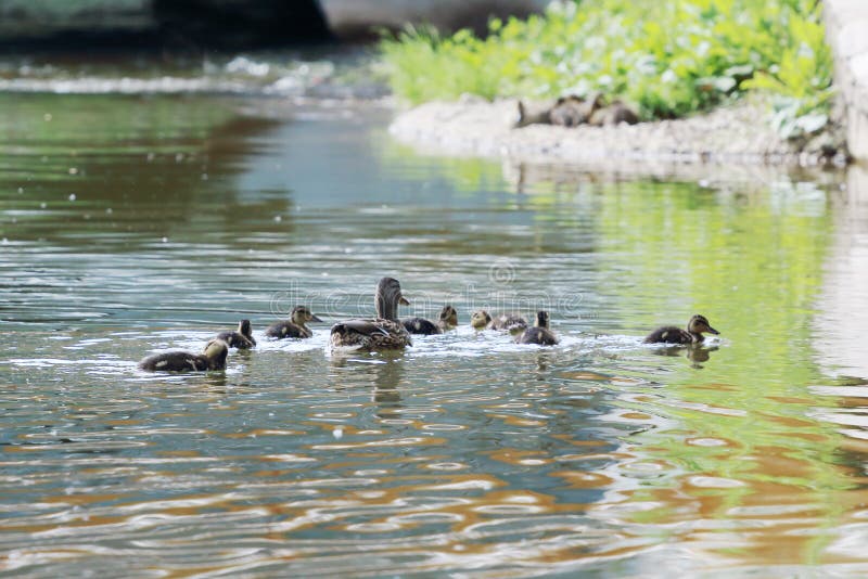 Canard de Brown et sept petits canetons photos libres de droits Canard de Brown et sept petits canetons photos libres de droits