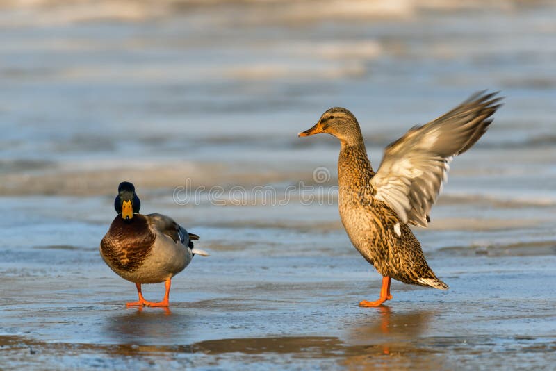 Canard de Mallard avec les ailes répandues sur une rivière congelée, scène d'hiver de faune images stock Canard de Mallard avec les ailes répandues sur une rivière congelée, scène d'hiver de faune images stock