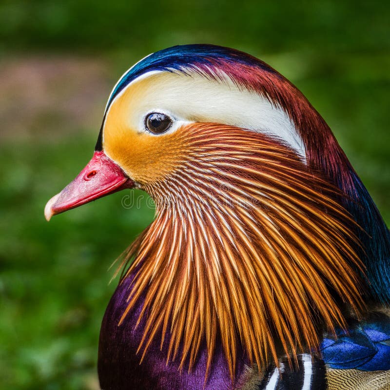 Canard de mandarine coloré photographie stock libre de droits Canard de mandarine coloré photographie stock libre de droits