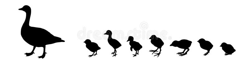 Vector silhouette duck with nestling on white background. Vector silhouette duck with nestling on white background