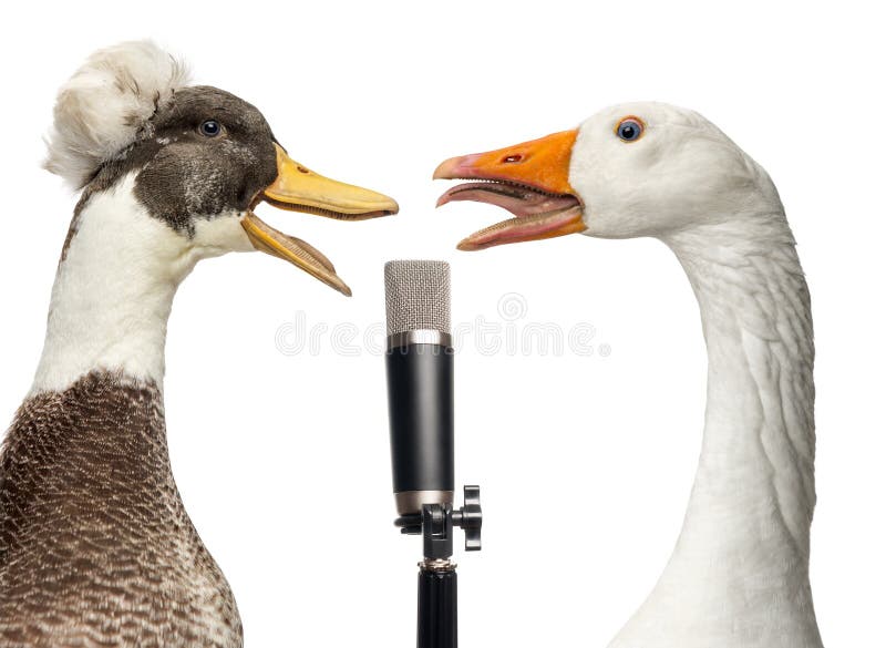 Duck and goose singing into a microphone, isolated on white. Duck and goose singing into a microphone, isolated on white