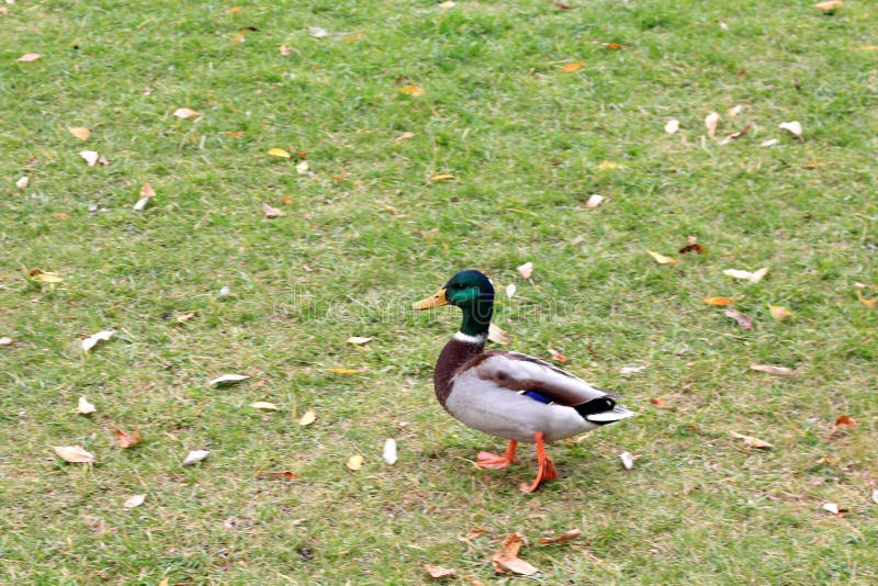 Canard gai en automne pour une promenade photographie stock Canard gai en automne pour une promenade photographie stock