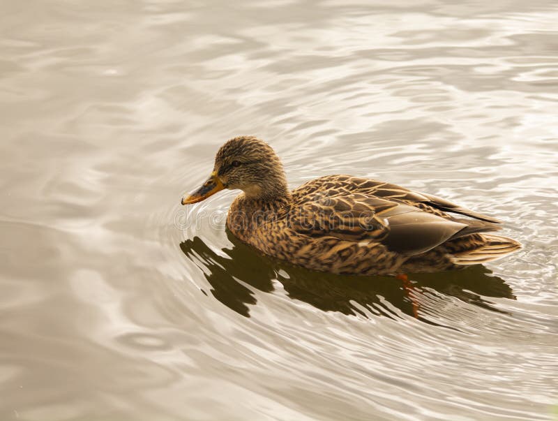 Canard l'oiseau nageant dans l'eau près