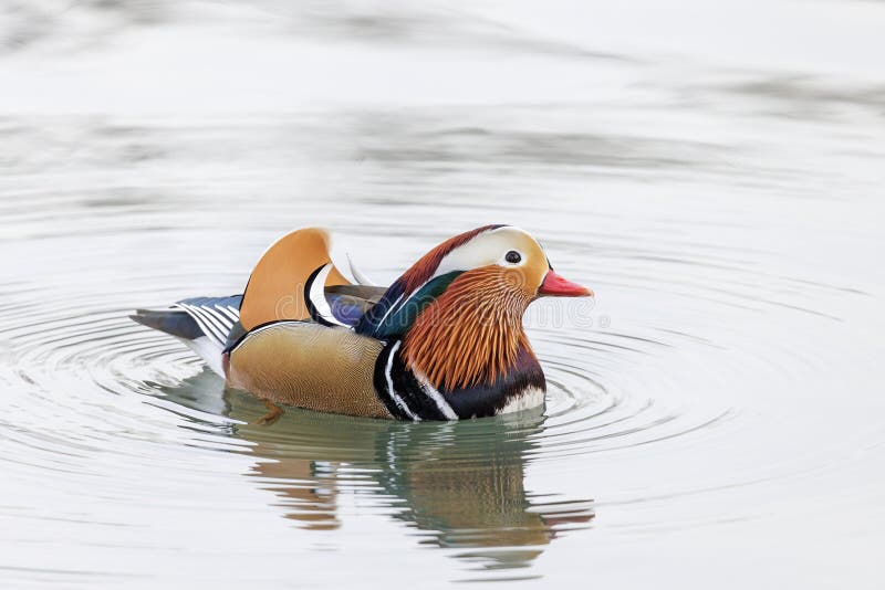 Canard mandarin photo stock