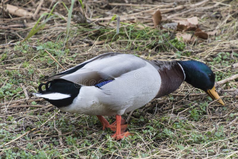 Un Canard Mangeant Une Puce Image Stock Image Du Femelle Manger Un Canard Mangeant Une Puce Image Stock Image Du Femelle Manger