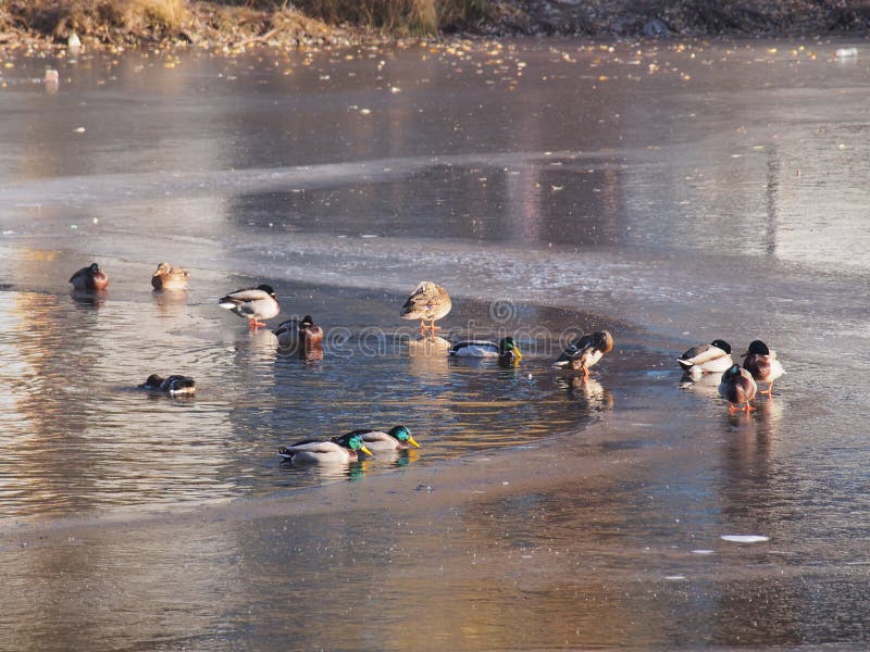 Canard Plusieurs canards éclaboussant dans l'eau Plusieurs canards marchent sur la glace photo libre de droits Canard Plusieurs canards éclaboussant dans l'eau Plusieurs canards marchent sur la glace photo libre de droits