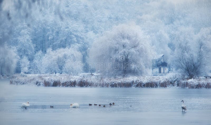 Canard sur le lac congelé image stock Canard sur le lac congelé image stock