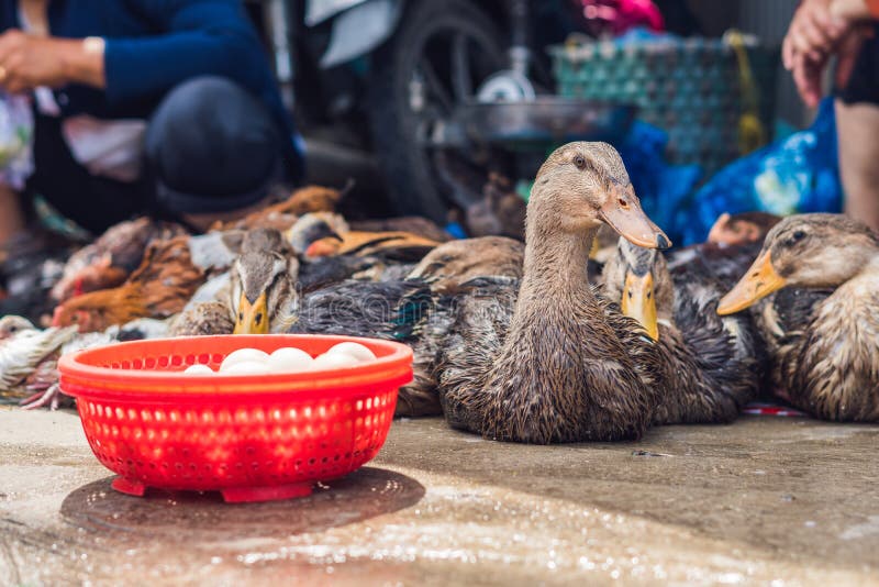 Canard à vendre sur le marché vietnamien Concept asiatique de cuisine photos libres de droits Canard à vendre sur le marché vietnamien Concept asiatique de cuisine photos libres de droits