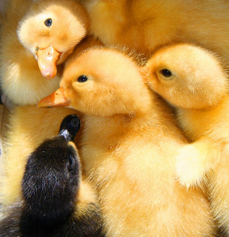 Canards de chéri photo stock Canards de chéri photo stock