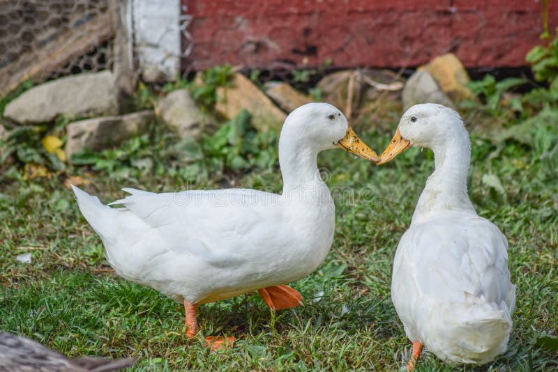 Peking ducks are one of the most common domesticated duck breeds in the world. Peking ducks are one of the most common domesticated duck breeds in the world.