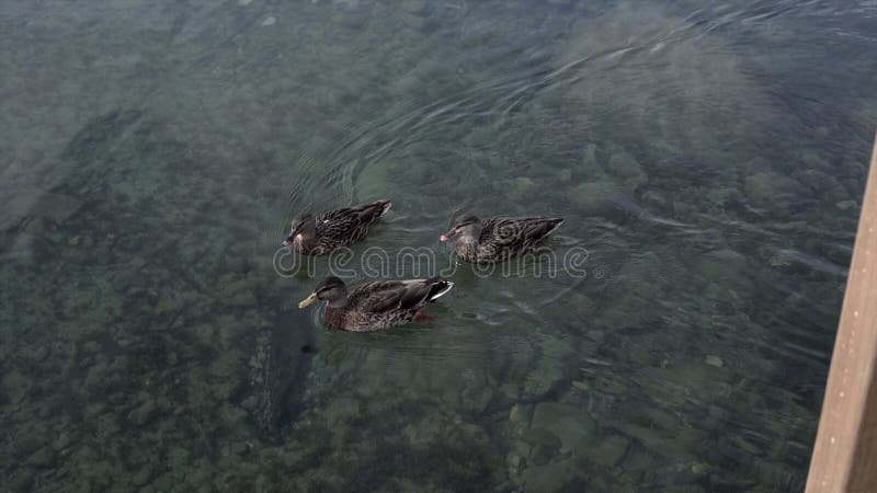Canards nageant dans l'eau calme du lac nelson en nouvelle-zélande