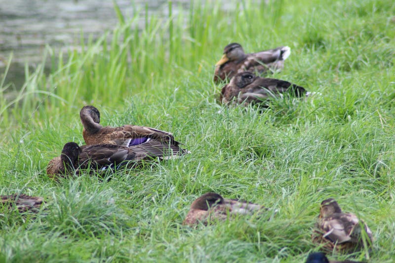 Groupe d'oiseaux sauvages photo stock. Image du aigle - 124842810