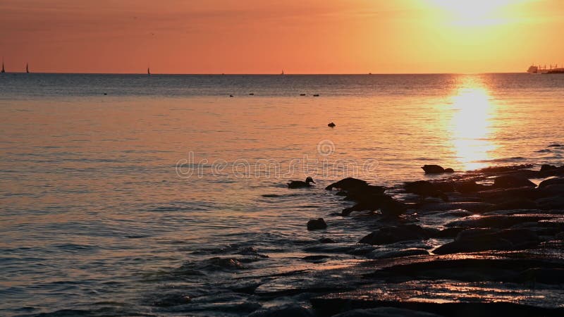 Canards sauvages sur des pierres texturées sur le rivage d'une mer calme au coucher du soleil