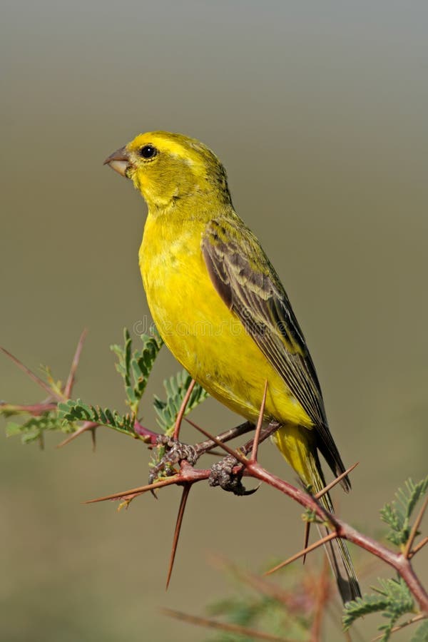 jaune canari jaune canari