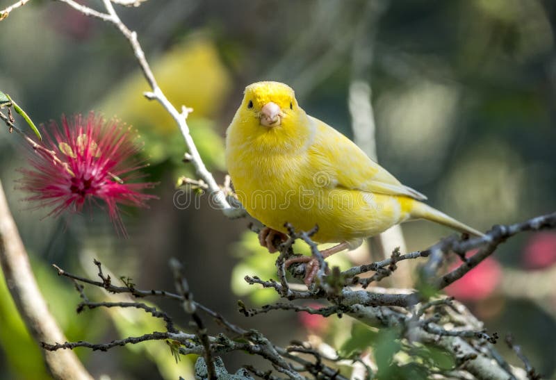 Canari jaune, flaviventris de Crithagra images stock Canari jaune, flaviventris de Crithagra images stock