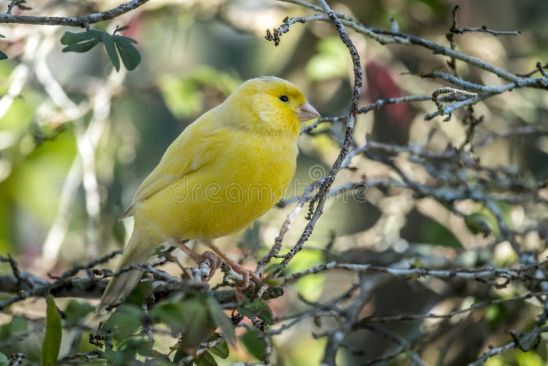 jaune canari jaune canari
