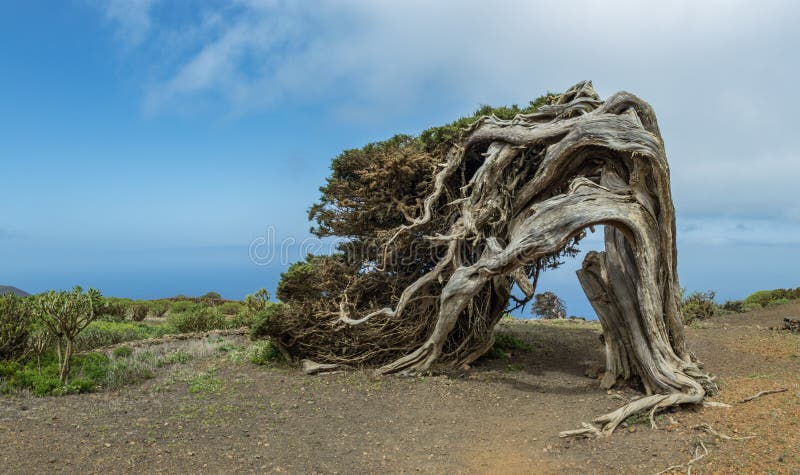 Canariensis turbinata Juniperus Sabina переплетенное ветром ?? Dehesa Парк Frontera сельский El Hierro r r стоковое изображение Canariensis turbinata Juniperus Sabina переплетенное ветром ?? Dehesa Парк Frontera сельский El Hierro r r стоковое изображение