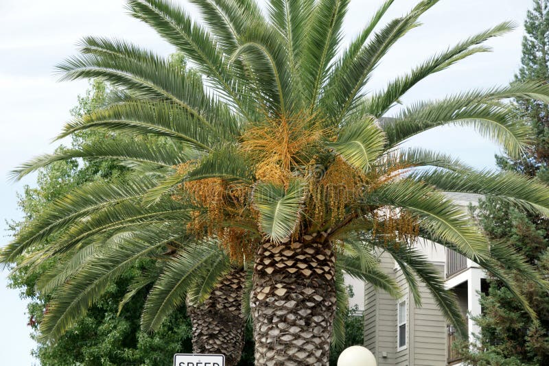 Canariensis Феникса, финиковая пальма Канарских островов стоковые фотографии rf Canariensis Феникса, финиковая пальма Канарских островов стоковые фотографии rf