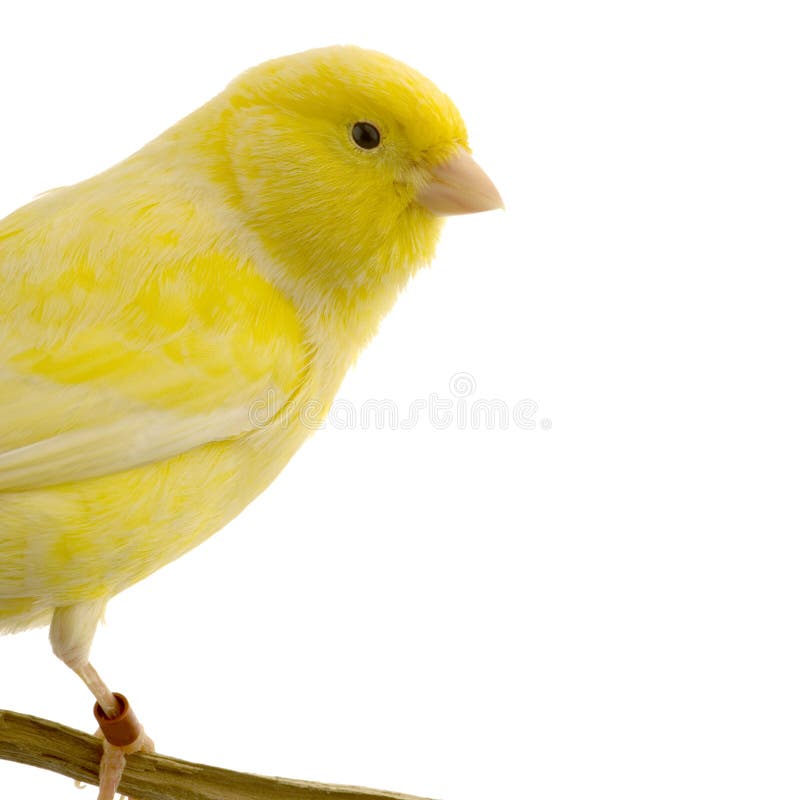 Canarino giallo sulla sua perchia fotografie stock libere da diritti Canarino giallo sulla sua perchia fotografie stock libere da diritti