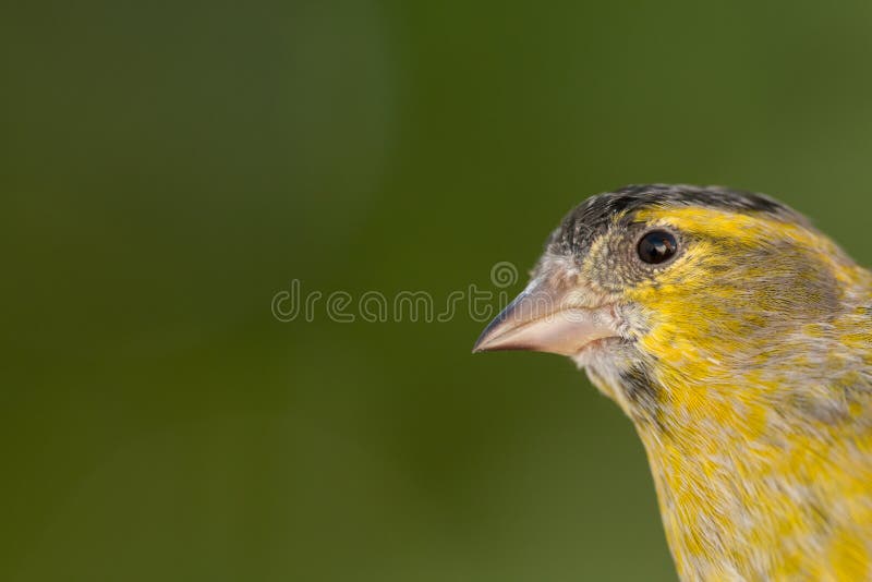 Canario amarillo y gris hermoso imagen de archivo libre de regalías Canario amarillo y gris hermoso imagen de archivo libre de regalías