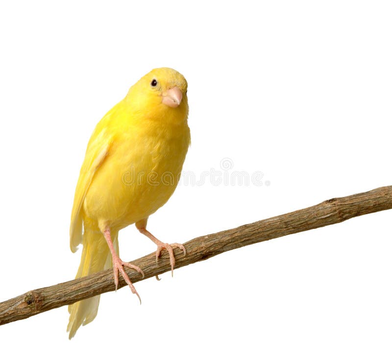 Canary στοκ εικόνες με δικαίωμα ελεύθερης χρήσης