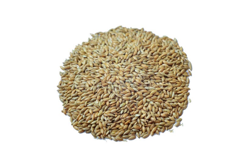Canary Grass Seeds Isolated at White Baclground. Stock Image Image of