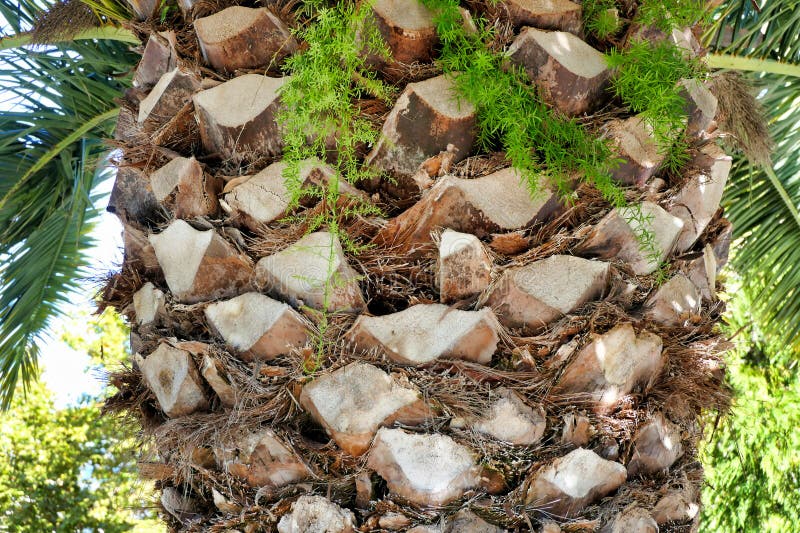 Canary Island Date Palm stock image. Image of travel 295353427