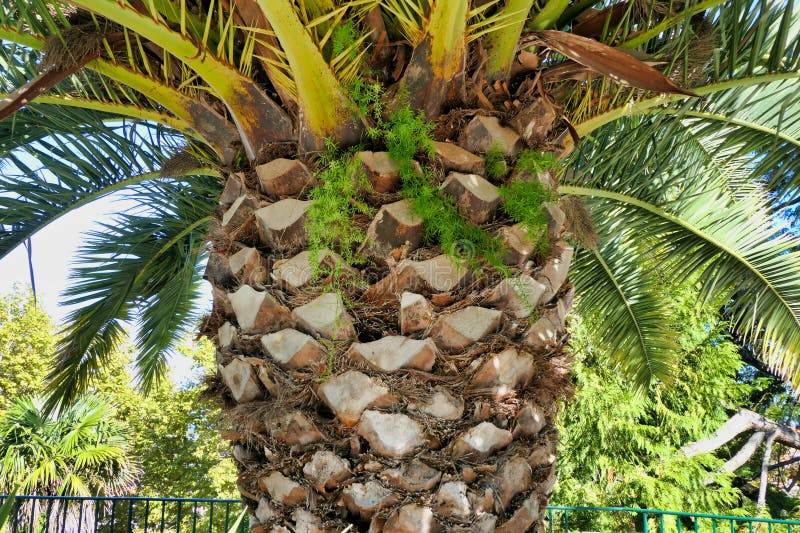Canary Island Date Palm stock image. Image of phoenix 295353375