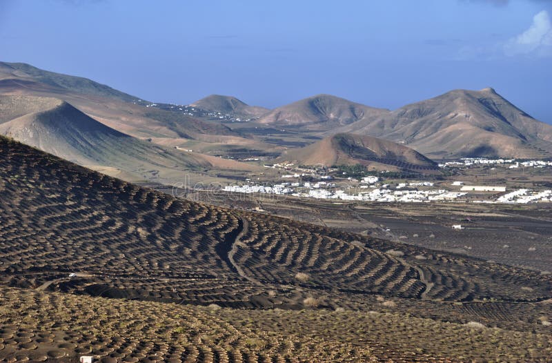 Canary Island vineyards