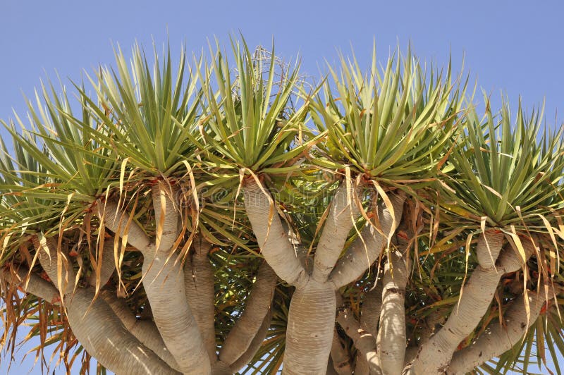 Dragon tree stock photo. Image of soil, monument, protected 6885014