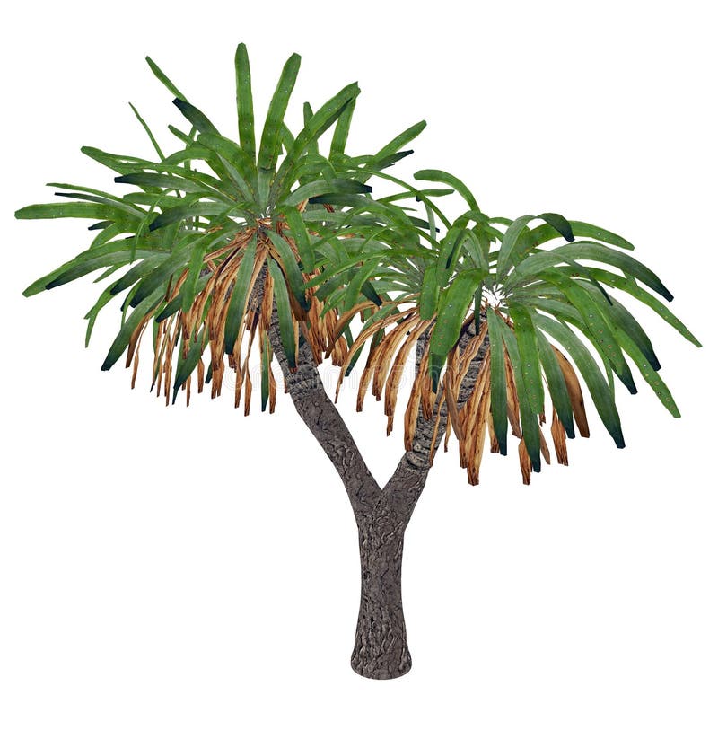 Canary Islands Dragon Tree Or Drago, Dracaena Draco 3D Render Stock