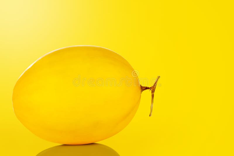 Canary Melon. Ripe Canary Melon Growing In Greenhouse Farm Stock Photo