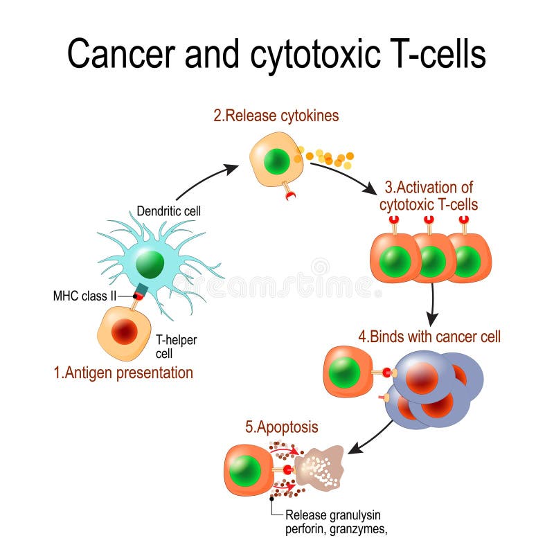 Cancer et lymphocytes T cytotoxiques