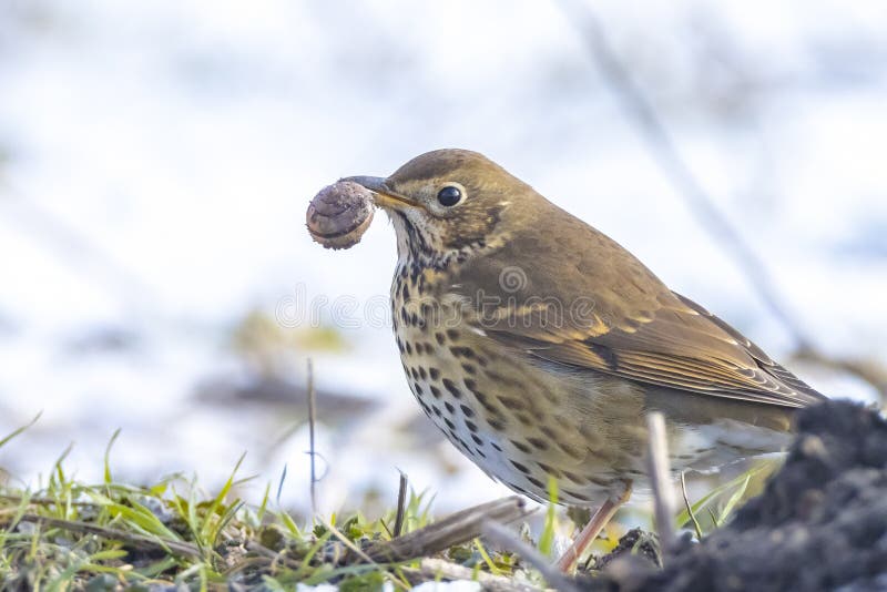 Canción tordo pájaro turdus philomelos forrajeo en la nieve hermoso frío invierno imagenes de archivo
