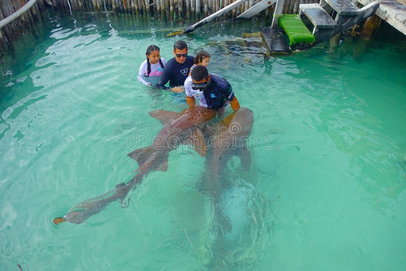 CANCUN, MEXICO - JANUARY 10, 2018: Beautiful outdoor view of unidentified tourists with a trainer touching a shark during demostration in the Isla Mujeres inside of a wooden wall in the water during a gorgeous sunny day and turquoise water in Mexico.