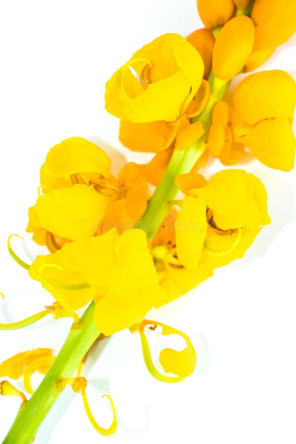 Candelabra Bush White Background in Studio Stock Image Image of empress, candelabra 133034553