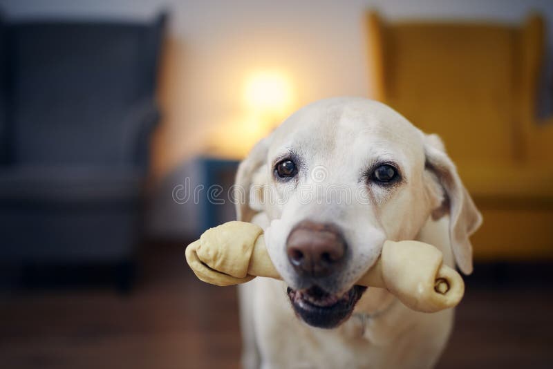 Candid look of happy dog with chewing bone