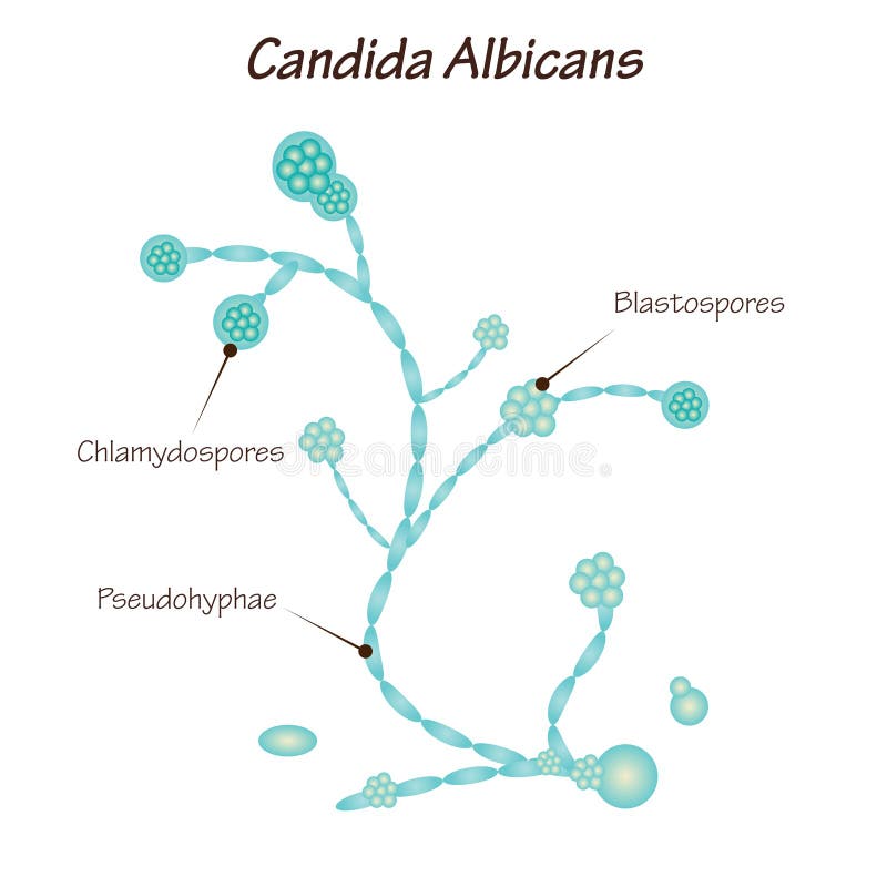 Candida Albicans Cell Wall Structure