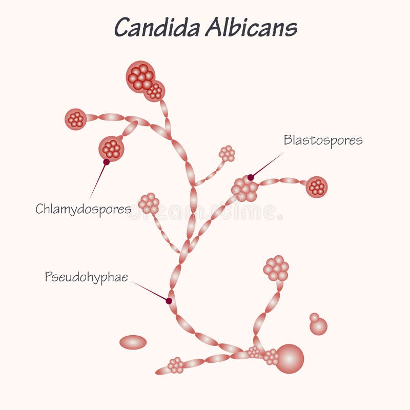 Candida Albicans Drawing