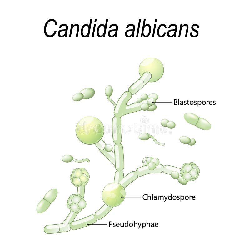 Candida albicans stock vector. Illustration of human - 99812084