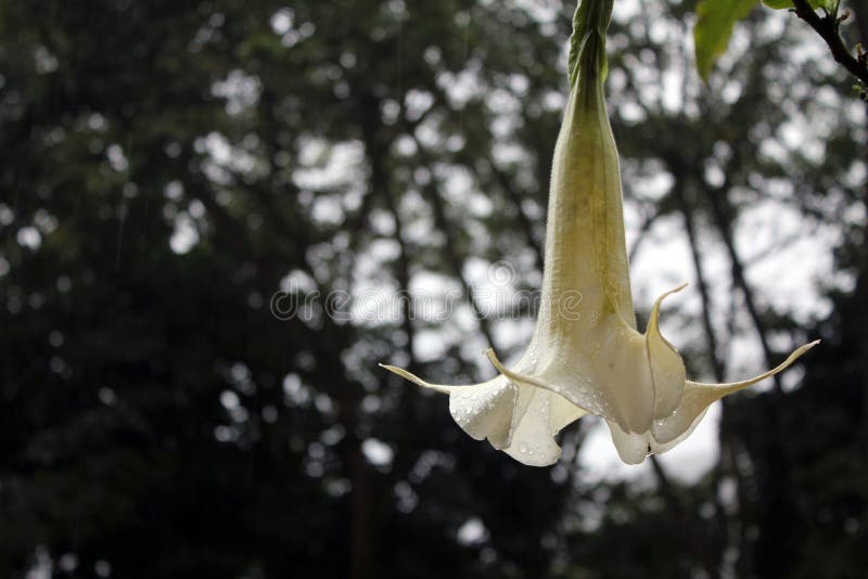 Candida branca do Brugmansia fotografia de stock royalty free Candida branca do Brugmansia fotografia de stock royalty free