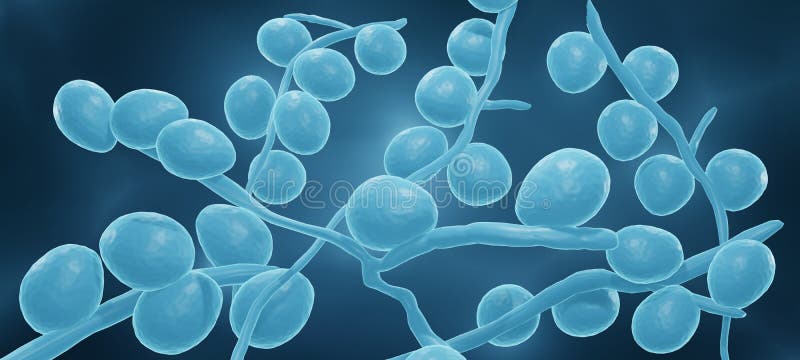 Pathogenic Fungi Such As Candida Yeasts, 3d Illustration Stock ...