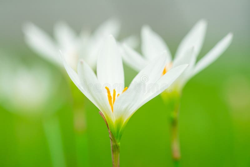 Candida Zephyranthes χορτάρι στοκ εικόνα Candida Zephyranthes χορτάρι στοκ εικόνα