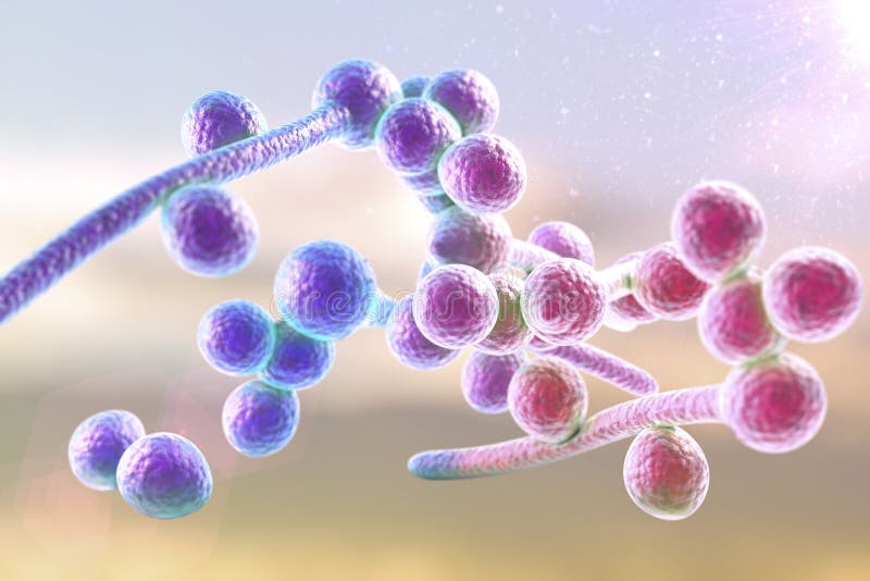 Candida μυκήτων albicans που προκαλούν την τσίχλα ελεύθερη απεικόνιση δικαιώματος Candida μυκήτων albicans που προκαλούν την τσίχλα ελεύθερη απεικόνιση δικαιώματος